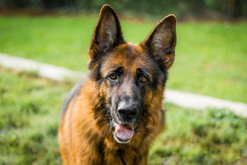 Chien Berger Allemand Animal Compagnie