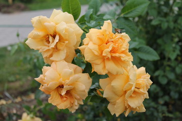  A quartet of roses and a little bee are resting in the sun after a warm summer rain.