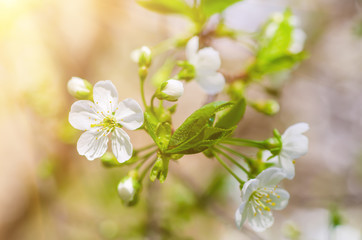 Blossoming of cherry flowers in spring time with green leaves and copyspace, macro