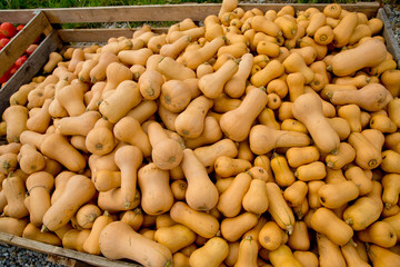 Fall yellow pumpkins at the market place.