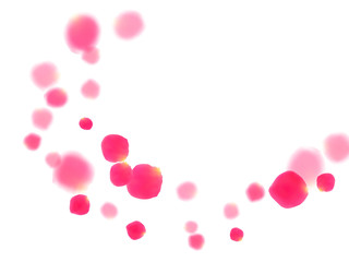 Pink rose petals falling vector valentine background.