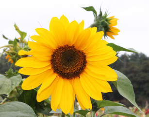 Obraz premium Amazing sunflower invites bees to pollinate
