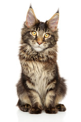 Maine Coon kitten