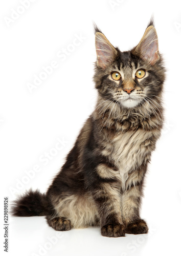 Maine Coon Kitten Sitting On White Background Stock Photo