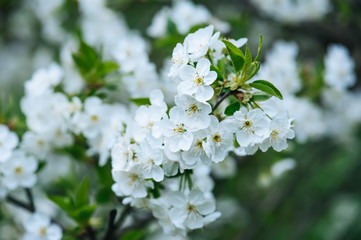 Blossoming of cherry flowers in spring time with green leaves and copyspace, macro