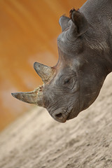 Obraz premium Portrait of a rhino 