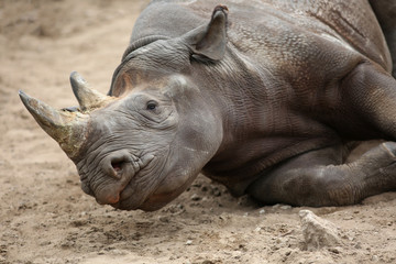Obraz premium rhinoceros in zoo