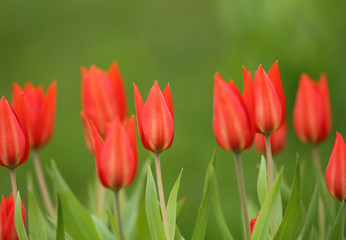 Fototapeta premium Red tulips on green background