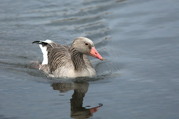 The greylag goose (Anser anser) in water