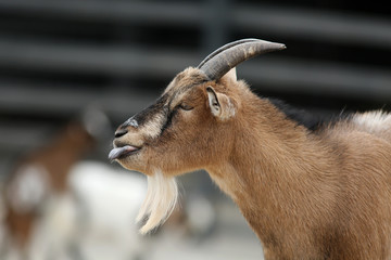portrait of a goat