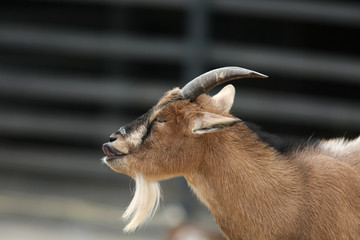 Portrait of a goat