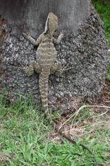 agama on the tree