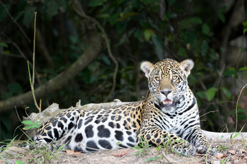 Jaguar (Panthera onca) lying down on riverbank, looking at camera, Pantanal, Mato Grosso, Brazil