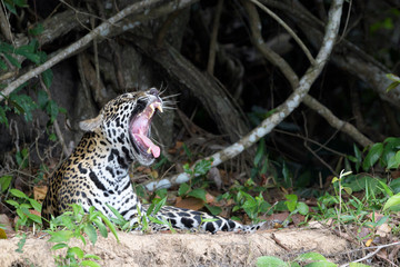 Jaguar (Panthera onca) walking on Cuiaba riverbank, yawning, Pantanal, Mato Grosso, Brazil