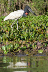 Jabiru stork (Jabiru mycteria) foraging at riverbank. Pantanal, Brazil.