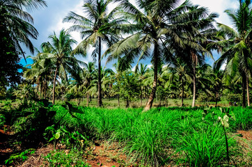 Lemon grass palm trees forest jungle - obrazy, fototapety, plakaty