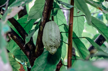 Cacao fruit tree green in a forest