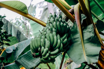 Bananas on the tree in a tropical forest © Patryk