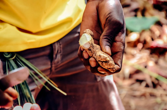 Ginger in a man hand fresh