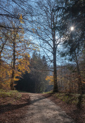 Path leading through th autumn forest with the sun shining through the leaves