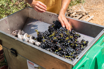Man's hands pushing grapes into a grape crusher machine