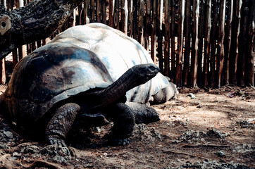 Turtle gigant walking in the african park - obrazy, fototapety, plakaty