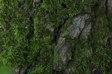 soft focus green moss on tree background texture 