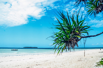 Tree on a paradise beach white sand blue ocean sea view