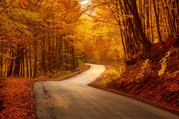 Fotobehang Beautiful autumn landscape with fallen dry red leaves, road through the forest and yellow trees © Roxana