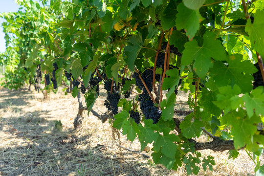 Ripe grapes in a vineyard, grape harvest concept