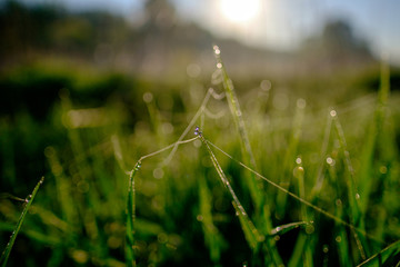 drops of dew on the grass