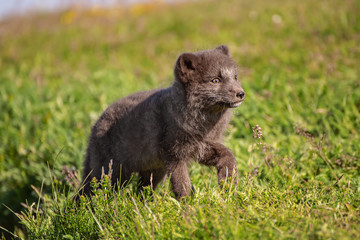 Beautiful wild animal in the grass. Arctic Fox cub, Vulpes lagopus, cute animal portrait in the nature habitat, grassy meadow in Iceland