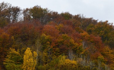 autumn landscape in the forest
