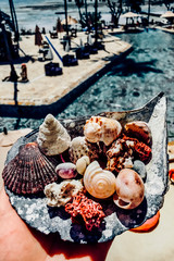 Shells from indian ocean zanzibar