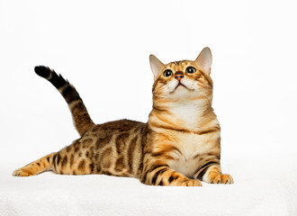 adult bengal cat looks