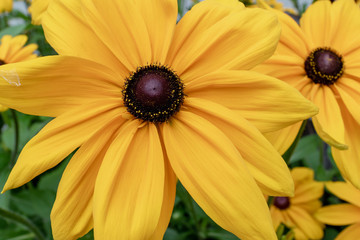  Yellow Gerbera Daisy Flower in a urban park, close-up view of one flower and some far away flower in the background.