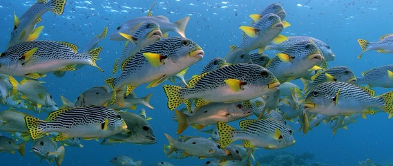 A school of Yellow Banded Sweetlips (Plectorhinchus lineatus) swimming in shallow water in sunlight, Indonesia, Raja Ampat, slow motion