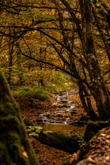 Bach im Wald im Herbst