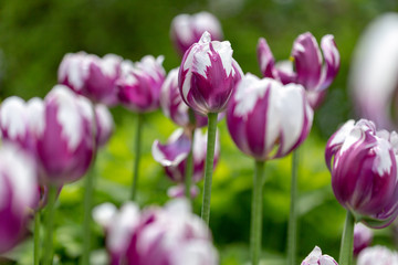 Obraz premium Pink Tulips