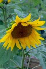 Close-up of a beautiful sunflower in a field