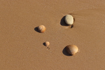 sand stones and shells