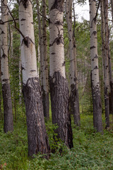 Birch trees in a forest