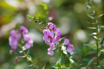 アンゲロニアの花