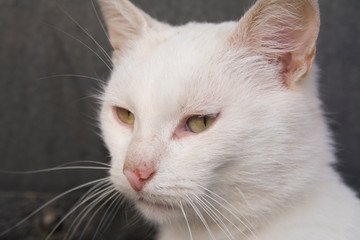 Portrait of a white cat sitting near the house.