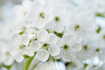 Fototapeta premium Blossoming of cherry flowers in spring time, natural seasonal floral background. Macro image