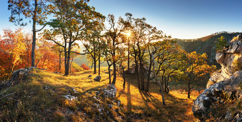 Autumn forest panorama in park