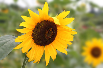 graceful yellow sunflower on an isolated green background reveals its bud after a night's sleep