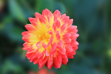Beautiful yellow-pink chrysontemum on an isolated green background rejoices in the breath of fresh wind.