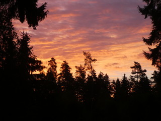 sunrise in the forest with red sky clouds in bavaria