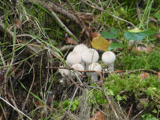 spiny puffball mushroom in the forest in autumn